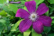 Bloom;Blossom;Blossoms;Botannicals;Clematis;Close-up;Dew;Drop;Droplets;Flower;Fl