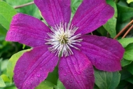Bloom;Blossom;Blossoms;Botannicals;Clematis;Close-up;Dew;Drop;Droplets;Flower;Fl