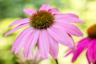 Bloom;Blossom;Blossoms;Botanical;Calm;Close-up;Echinacea-purpurea;Floral;Flowere