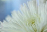 Abstract;Abstraction;Bloom;Blossom;Blossoms;Blue;Chrysanthemum;Close-up;Flower;F