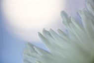 Abstract;Abstraction;Bloom;Blossom;Blossoms;Blue;Chrysanthemum;Close-up;Flower;F