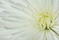 Abstract;Abstraction;Bloom;Blossom;Blossoms;Chrysanthemum;Close-up;Flower;Flower