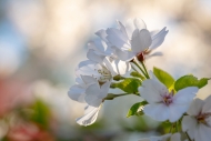Bloom;Blossom;Blossoms;Botanical;Bud;Calm;Cherry-Blossom;Close-up;Flora;Floral;F