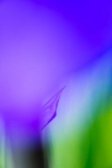 Abstract;Abstraction;Bloom;Blossom;Blossoms;Blue;Botannicals;Close-up;Flower;Flo