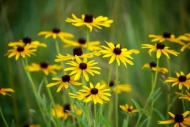 Black-eyed-Susan;Bloom;Blossom;Blossoms;Brown;Close-up;Flower;Floweret;Flowering
