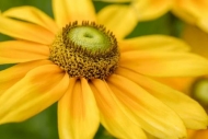 Black-eyed-Susan;Bloom;Blossom;Blossoms;Close-up;Flower;Floweret;Flowering;Flowe