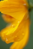 Bloom;Blossom;Blossoms;Close-up;Color;Cosmos;Damp;Dew;Dewy;Drop;Droplet;Droplets