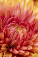 Abstract;Abstraction;Bloom;Blossom;Blossoms;Botanical;Bud;Calm;Chrysanthemum;Clo