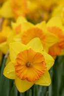 Bloom;Blossom;Blossoms;Botanical;Calm;Close-up;Daffodil;Daffodils;Dew;Droplets;D