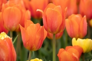 Bloom;Blossom;Blossoms;Botanical;Calm;Cheekwood-Botannical-Gardens;Close-up;Flor