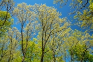 Blue;Branches;Calm;Forest;Forested;Healing;Health-care;Healthcare;Leaf;Minimalis