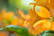 Blossom;Blossoms;Blue-Ridge-Parkway;Botanical;Bud;Calm;Close-up;Flora;Floral;Flo