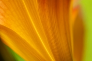 Abstract;Abstraction;Bloom;Blossom;Blossoms;Botanical;Calm;Close-up;Day-Lily;Day