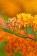 Bloom;Blossom;Blossoms;Botanical;Butterfly-Weed;Calm;Close-up;Flora;Floral;Flowe