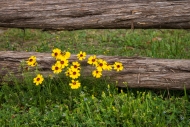 Biophilic;Bloom;Blossom;Blossoms;Botanical;Botanicals;Brown;Calm;Close-up;Concep