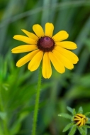 Biophilic;Bloom;Blossom;Brown;Bud;Calm;Close-up;Concepts;Cool-Colors;Cool-Palett