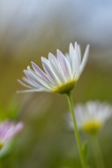 Biophilic;Blossom;Blossoms;Calm;Concepts;Cool-Colors;Cool-Palette;Cool-Tones;Flo