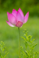 Beauty;Biophilic;Bloom;Blossom;Blossoms;Botanical;Botanicals;Calm;Close-up;Conce