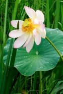 Biophilic;Bloom;Blossom;Botanical;Calm;Concepts;Dew;Environment;Floral;Healing;H