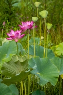 Biophilic;Bloom;Blossom;Botanical;Bud;Calm;Cool-Colors;Cool-Palette;Cool-Tones;D