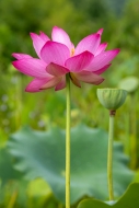 Beauty;Biophilic;Bloom;Blossom;Blossoms;Botanical;Botanicals;Calm;Close-up;Conce