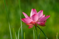 Beauty;Biophilic;Bloom;Blossom;Blossoms;Botanical;Botanicals;Calm;Close-up;Conce