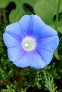 Beauty;Biophilic;Bloom;Blossom;Blossoms;Blue;Botanical;Calm;Concepts;Cool-Colors