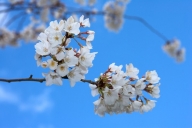 Bark;Bloom;Blossom;Blossoms;Branch;Branches;Bush;Floret;Flower;Floweret;Flowers;