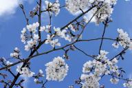 Floret;Floweret;Stamen;Pistel;Petals;Petal;Blossoms;Blossom;Bloom;Flowers;Flower