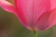 Abstract;Abstractions;Bloom;Blossom;Blossoms;close-up;Floret;Flower;Floweret;Flo