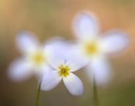 Bloom;Blossom;Blossoms;Fiery-Gizzard;Floret;Flower;Floweret;Flowering;Flowers;Pe