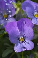 Floret;Floweret;Stamen;Pistel;Petals;Petal;Blossoms;Blossom;Bloom;Flowers;Flower