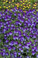 Floret;Floweret;Stamen;Pistel;Petals;Petal;Blossoms;Blossom;Bloom;Flowers;Flower