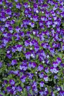 Floret;Floweret;Stamen;Pistel;Petals;Petal;Blossoms;Blossom;Bloom;Flowers;Flower