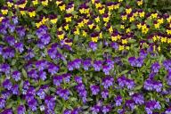 Textures;Shapes;Patterns;Abstractions;Abstract;Floret;Floweret;Stamen;Pistel;Pet