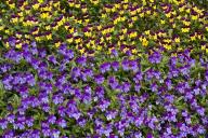 Textures;Shapes;Patterns;Abstractions;Abstract;Floret;Floweret;Stamen;Pistel;Pet