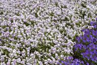 Textures;Shapes;Patterns;Abstractions;Abstract;Floret;Floweret;Stamen;Pistel;Pet