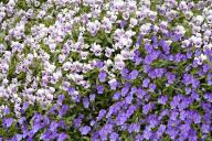 Textures;Shapes;Patterns;Abstractions;Abstract;Floret;Floweret;Stamen;Pistel;Pet