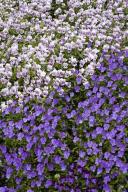 Textures;Shapes;Patterns;Abstractions;Abstract;Floret;Floweret;Stamen;Pistel;Pet