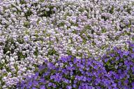 Textures;Shapes;Patterns;Abstractions;Abstract;Floret;Floweret;Stamen;Pistel;Pet