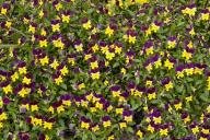 Textures;Shapes;Patterns;Abstractions;Abstract;Floret;Floweret;Stamen;Pistel;Pet