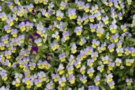 Textures;Shapes;Patterns;Abstractions;Abstract;Floret;Floweret;Stamen;Pistel;Pet