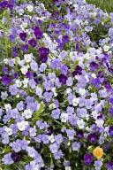 Textures;Shapes;Patterns;Abstractions;Abstract;Floret;Floweret;Stamen;Pistel;Pet