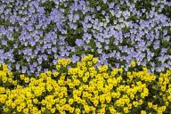 Textures;Shapes;Patterns;Abstractions;Abstract;Floret;Floweret;Stamen;Pistel;Pet