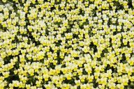 Textures;Shapes;Patterns;Abstractions;Abstract;Floret;Floweret;Stamen;Pistel;Pet