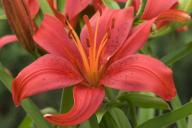 Bloom;Blossom;Blossoms;Floret;Flower;Floweret;Flowering;Flowers;Petal;Petals;Pis