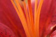 Abstract;Abstractions;Bloom;Blossom;Blossoms;Floret;Flower;Floweret;Flowering;Fl