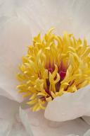 Floret;Floweret;Stamen;Pistel;Petals;Petal;Blossoms;Blossom;Bloom;Flowers;Flower