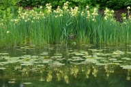 Abstract;Abstractions;Bloom;Blossom;Blossoms;Floret;Flower;Floweret;Flowers;Lago