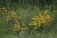 Louisiana;Talleula;Tensas-River-National-Wildlife-Refuge;Floret;Floweret;Stamen;